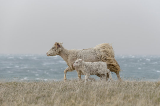 Ewe with lamb walking on grass