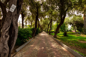 Fototapeta premium Taormina , Italy , June 17 : green city park during a sunny day , view at the alley of memory of the fallen , shady track between olives , noboody and silence