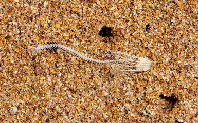 fish skeleton and dry flower in the sand