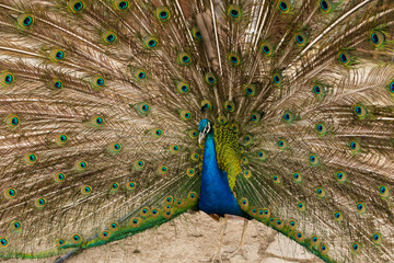 Obraz premium Indian peafowl or blue peafowl (Pavo cristatus), a large and brightly coloured bird. Peacock. Beautiful bird. Peahen.
