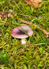 mushroom in grass
