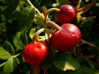 brillante macro di bacche rosse illuminate dal sole