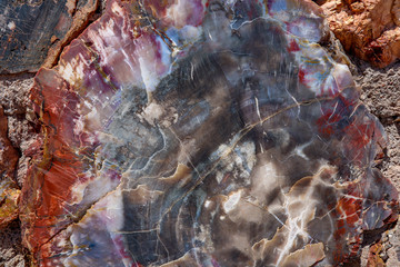 Obraz premium Slice of Holbrook Petrified Wood