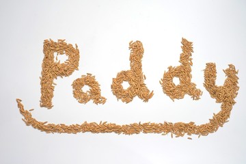 Seed of Rice Paddy. White Organic Paddy Seeds.