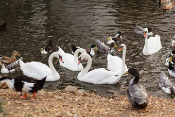 A herd of swans and ducks in a swimming lake in a city park