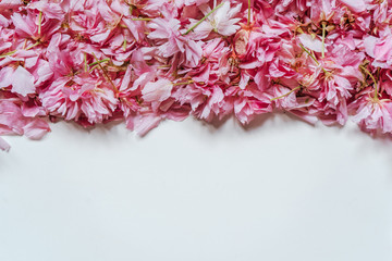 Beautiful frame made of pink cherry tree petals on white color background. Flat lay, top view. Floral valentine's background with flowers on white paper. Copy space, your text.