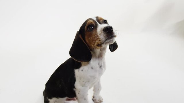 Baby Puppy Beagle on White Background playful slow motion