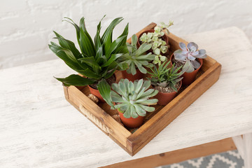 Many small succulents in the wooden tray