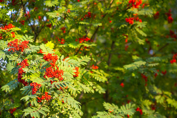 Rowan clusters red ripe branches