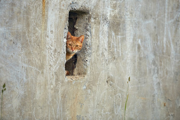 red cat climbs out of the window in the yellow wall