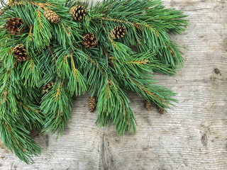 Pine branches with needles on a wooden background. Green pine with cones. Festive texture....