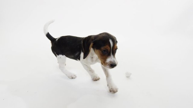 Baby Puppy Beagle on White Background playful slow motion