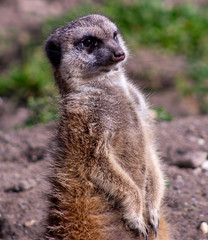 Meerkat in zoo