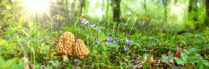 Morel Mushrooms In Beautiful Forest - obrazy, fototapety, plakaty