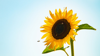 Sonnenblume einzeln mit Bienen (Aug 2019)