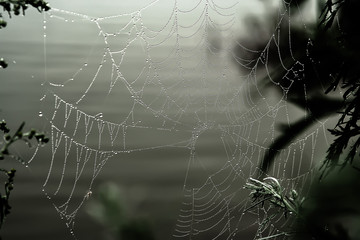 background spider web in morning dew drops on green grass. sun glare
