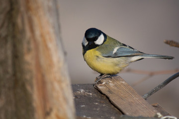 Tomtit