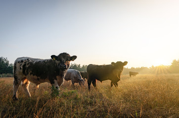 Galloway Rinder im Gegenlicht der aufgehenden Sonne auf einer steppeartigen Weide
