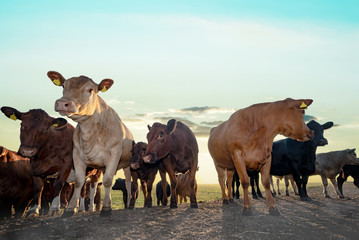 Deutsch-Angus Rinder auf einer Weide mit der aufgehenden Sonne im Hintergrund