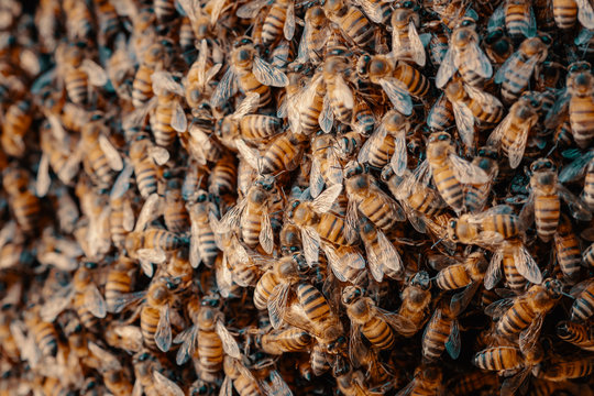 View of bees