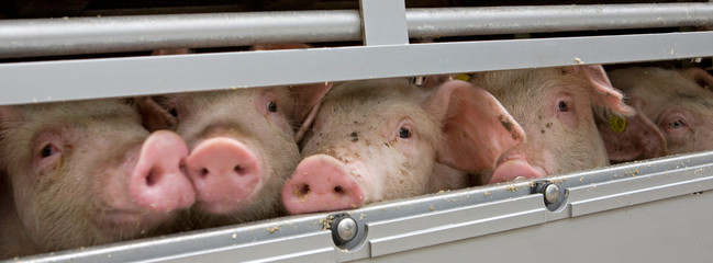 Pigs transport. Piglets. Animal transport. Animal welfare.