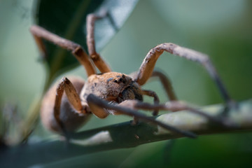 Wolf spider crawling on stem