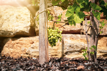Weinrebe mit Weintrauben vor einer Steinmauer