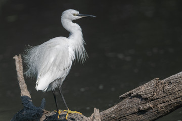 Aigrette garzette