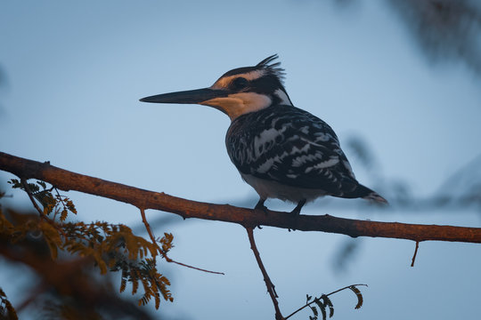 Low angle view of a perched pied kingfisher