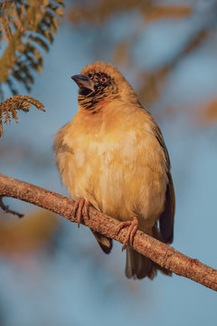 Weaver perched on branch