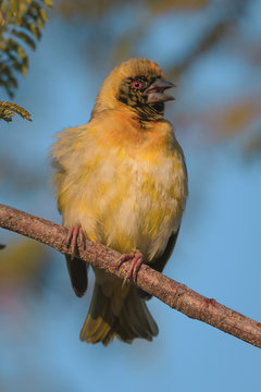 Weaver perched on branch