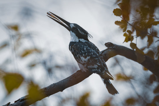 Low angle view of a perched pied kingfisher eating a fish