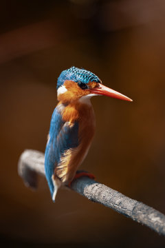Close up view of a perched malachite kingfisher on the branch