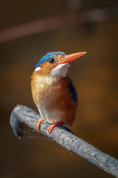 Close up view of a perched malachite kingfisher on the branch with retracted neck