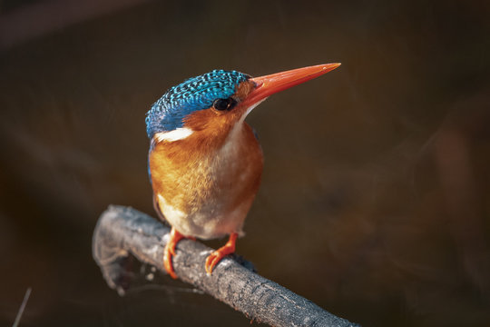 Perched malachite kingfisher on the branch with head turned sideways
