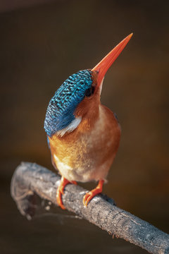 Perched malachite kingfisher on the branch with head tilted upwards