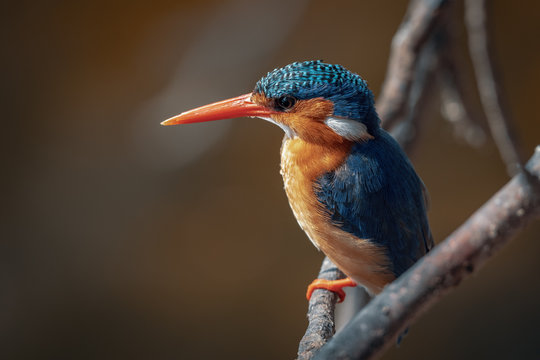 Close up view of a perched malachite kingfisher on the branch