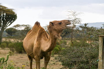 A solitary camel (Camelus dromedarius) eating vegetation, Naivasha, Kenya