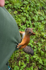 Fototapeta premium squirrel