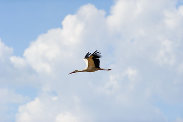 White stork flying in the sky