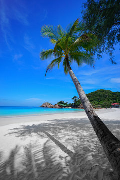 Coconut tree and beautiful blue beach at Redang Island, Malaysia