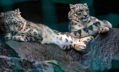 portrait of two snow leopards