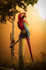 Beautiful parrot with sunset view