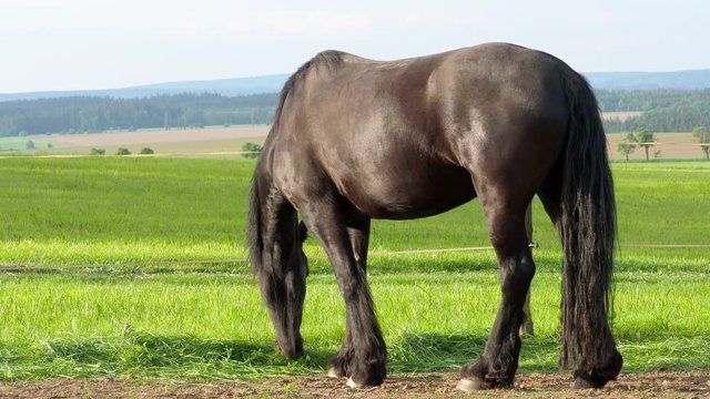 Friesian horse in the pasture. Beautiful friesian horses with long mane.