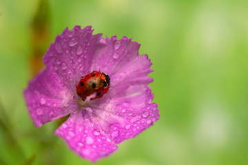 Obraz premium Red lady bag sitting on blooming carnation - pink flower with a drops of water. Natural background