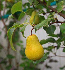 Ripe pear is hanging on tree branch with green leaves background. Juicy yellow pear close-up. Summer harvest time in orchard. Organic fruits gardening.
