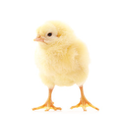 Small yellow chicken.