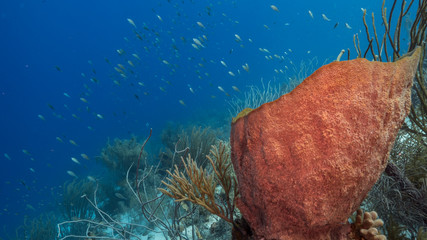 Seascape of coral reef in the Caribbean Sea around Curacao with coral and  barrel sponge