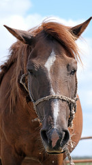 Horse head close-up. The concept of cattle breeding. Beautiful animals graze in the meadow