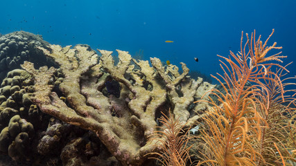 Seascape of coral reef in the Caribbean Sea around Curacao with dead elkhorn coral and sponge